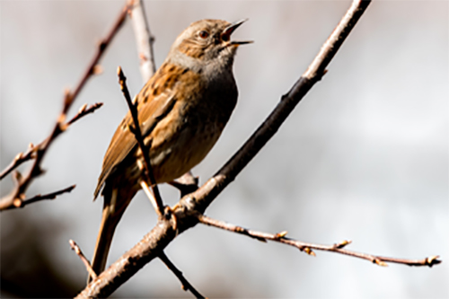 Sussex Songbirds walking for women