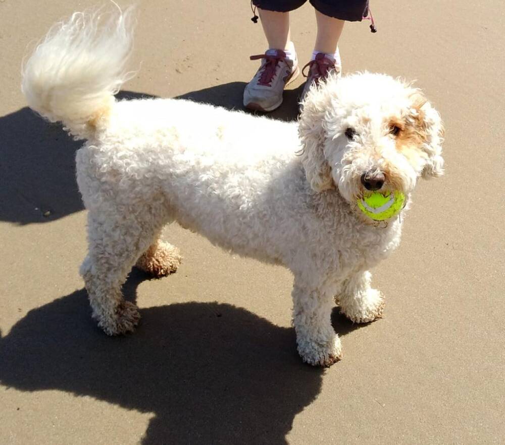 Doggy beach holidays : Seven dogs for seven women