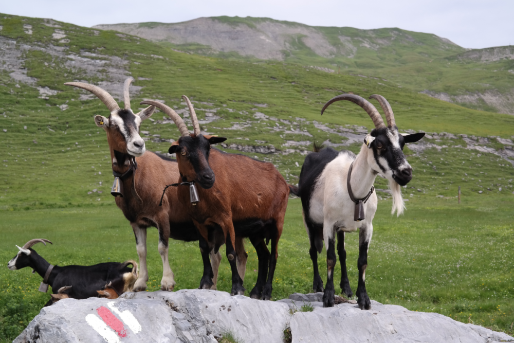 Get Goat Fit with our 8 week plan