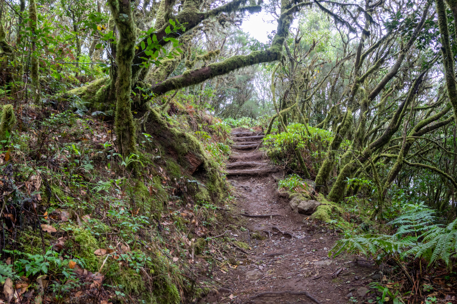 Warmth and Wonder in La Gomera