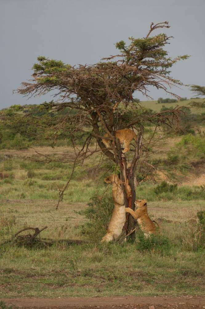 A Kenya Safari – Photography and Wildlife with Alison Mees