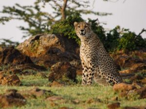 Kenya