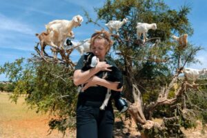 Goats in trees