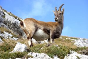 Mighty Goat