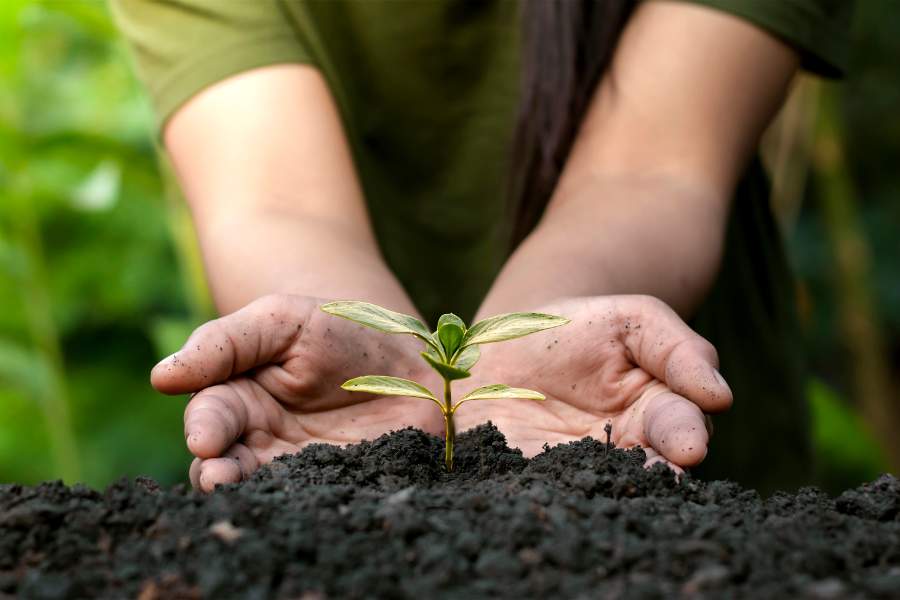 Sustainable travel - green shoot