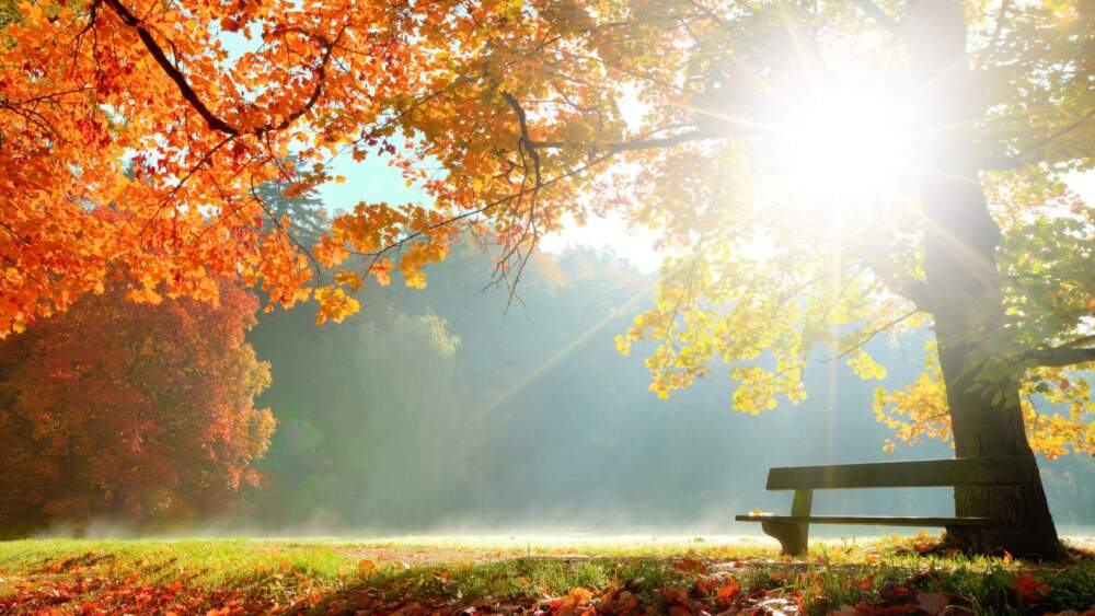 WalkingWomen - Autumn bench
