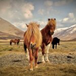 Iceland