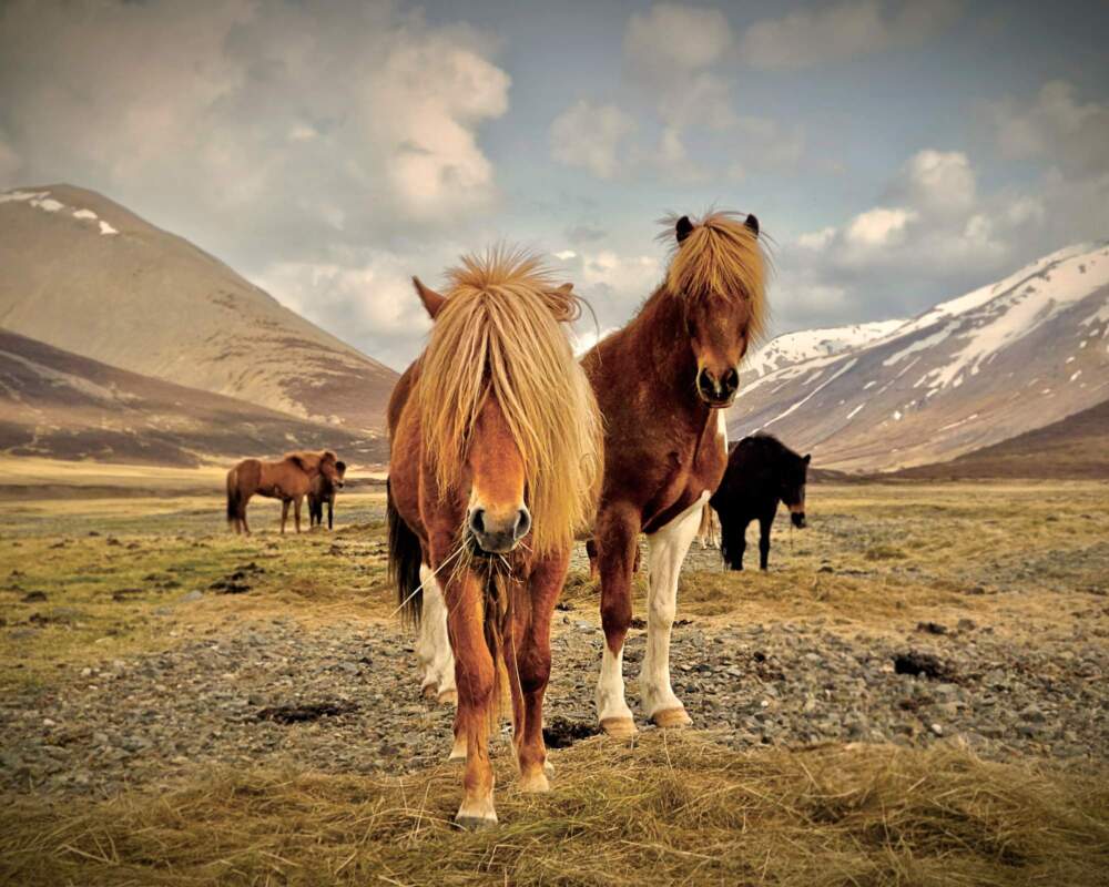 Iceland