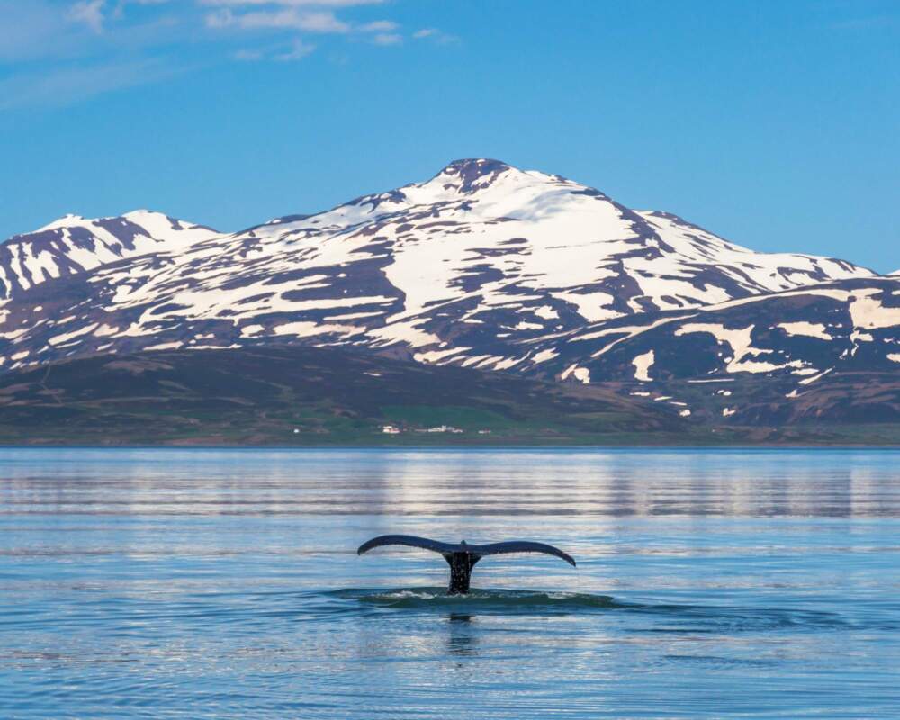 Iceland