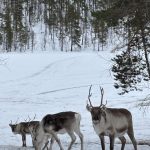 Lapland Finland