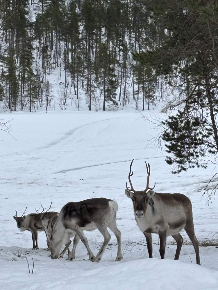 Lapland Finland