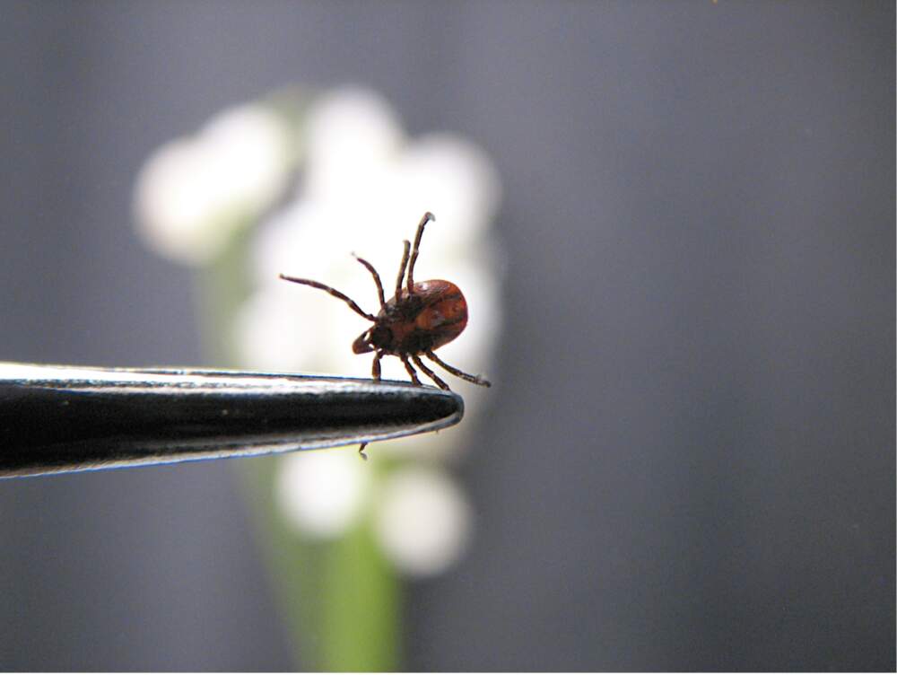 Tick Tips