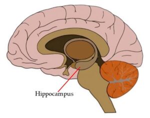 Brain and Movement