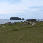 Shetland