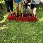 wine walking