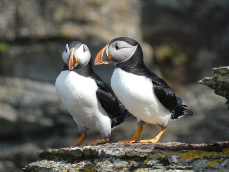 The Scottish Isles of Orkney – Wildlife May 2027